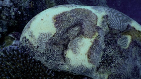 Great Barrier Reef coral bleaching event in 2024 most widespread and severe on record - video