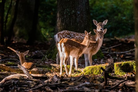 Three fallow deer in a forest in France near Paris.