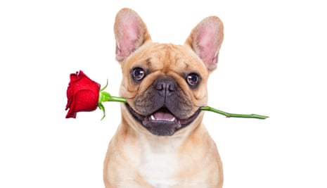 Pictures of French bulldogs and other flat-faced pets have become a staple image on greetings cards.