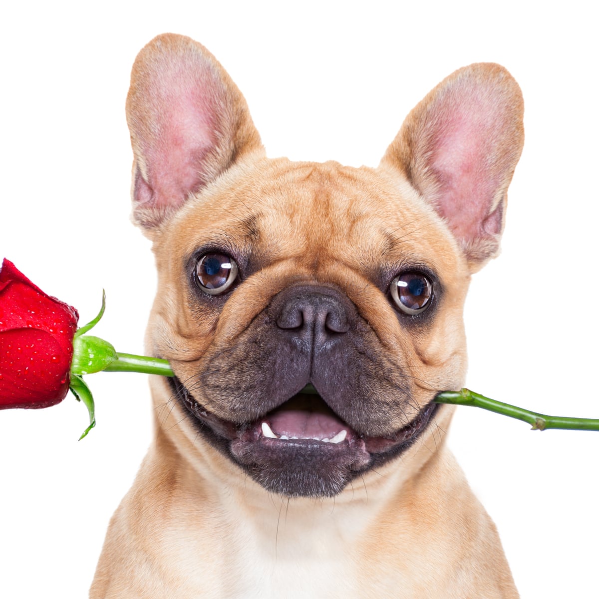 The Love Pug Why Our Passion For Flat Faced Dogs And Cats Has To Stop Life And Style The Guardian