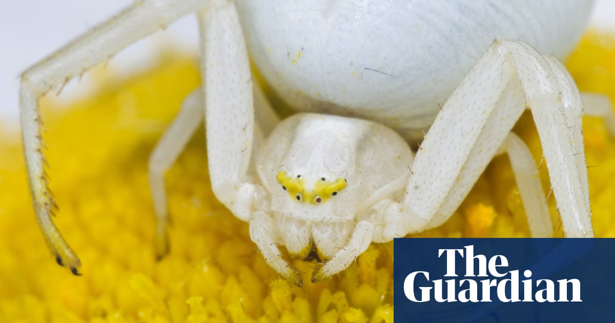Country Diary When A Crab Spider Executes Plan Bee Spiders The Guardian