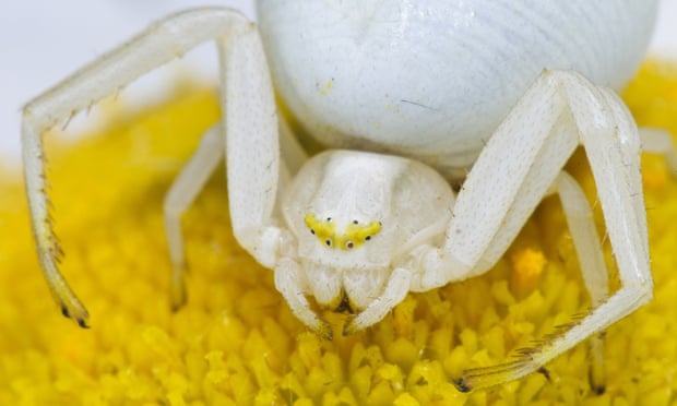 An adult goldenrod crab spider on a flower