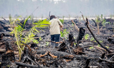 Burned peatland and forest remains, planted with oil palm seedlings