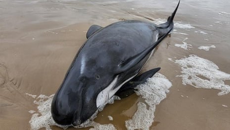 Tasmania whale stranding: 200 whales dead, 35 remain alive