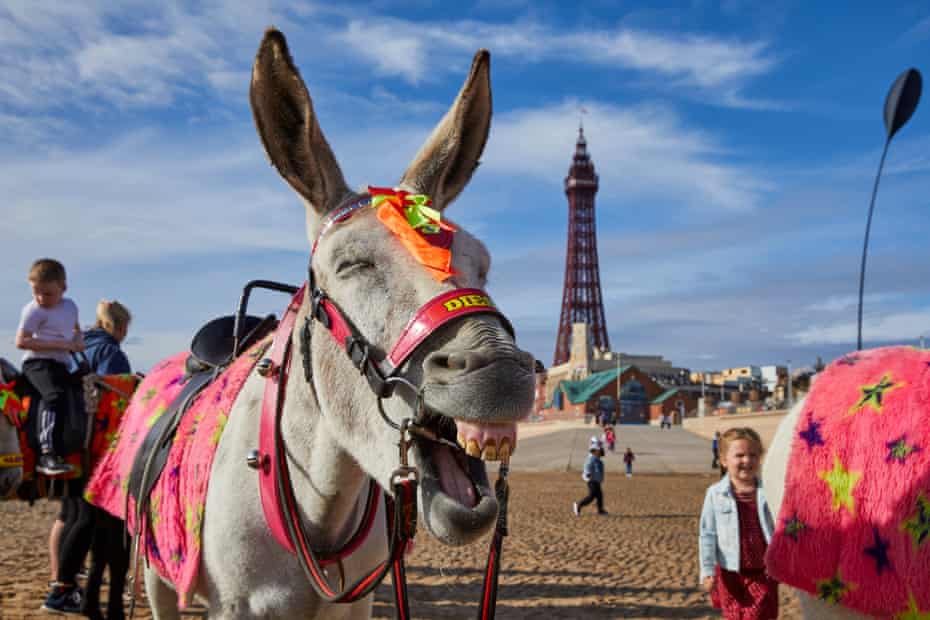 Sue Taylor’s donkey on the beach in July