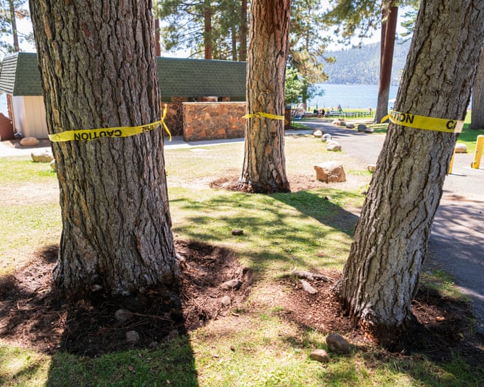 Nevada authorities investigate dozens of mysterious tree poisonings in Lake Tahoe — image supplied by The Guardian US's feed