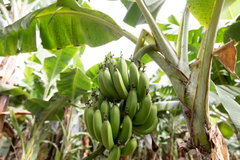Um cacho de bananas crescendo em uma árvore.