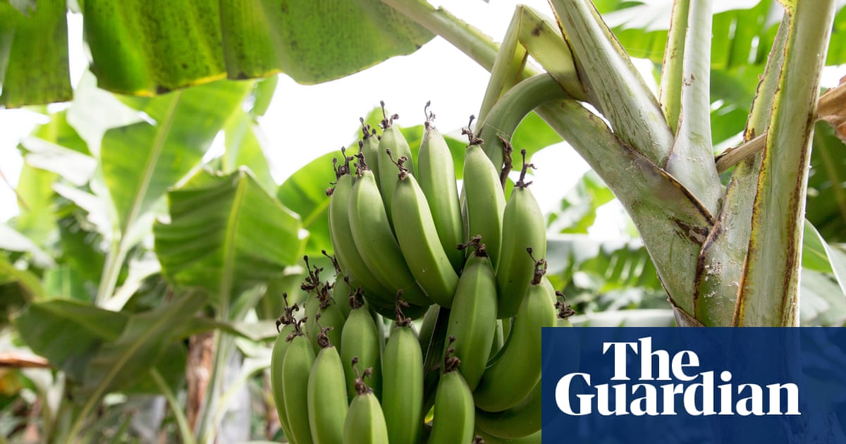 Climate crisis threatens the banana, the world's most popular fruit, research shows