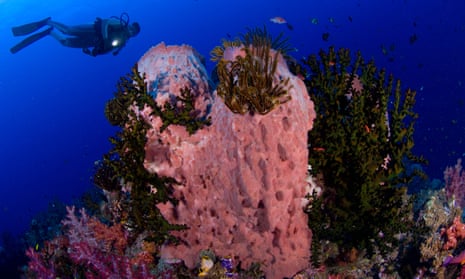 A diver looks on at a giant barrel sponge, Xestospongia testudinaria.