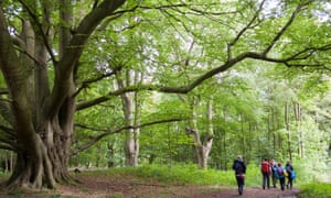 Old beech tree and walkers