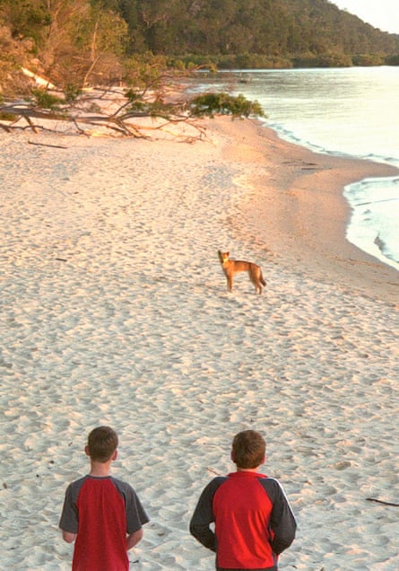 A dingo on the beach on Fraser Island.