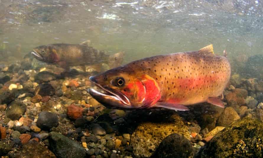 The cutthroat trout of the American Pacific northwest.