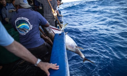 Tuna fishing is big business in the Pacific, but it often reels in protected species such as sharks, turtles and reef fish, which fishing crews aren’t allowed to keep and must toss them back to sea. In this photo, the crew is hauling in a tuna.