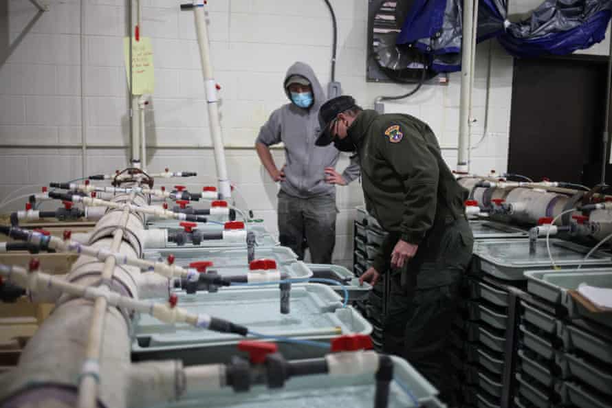 Fish culturist Tom Lindenmuth oversees the Trojan trout rearing operation at the 115-year-old Hayspur Fish Hatchery.