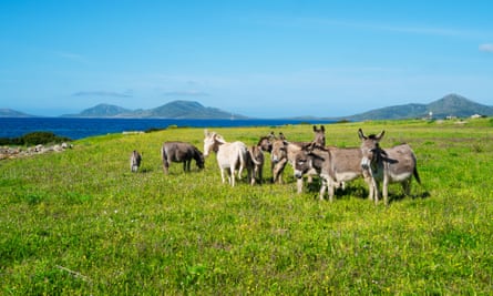 Donkeys on Asinara island, Sardinia.
