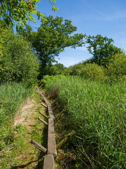 A replica of the neolithic Sweet Track through wetland at Shapwick Heath nature reserve.
