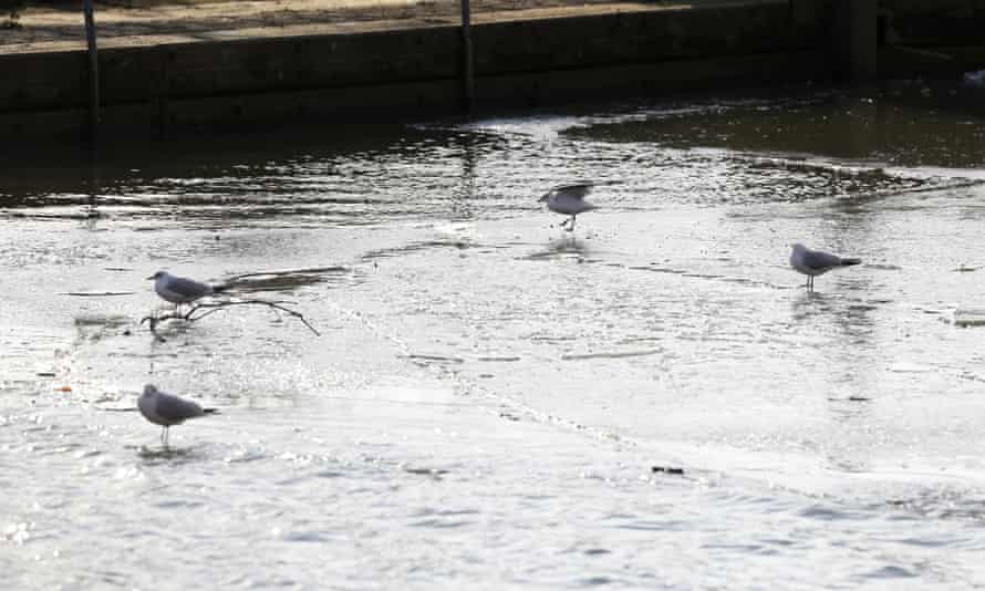 Birds on the frozen water at Teddington Lock, west London.