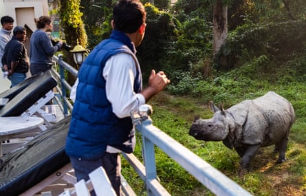 People stand on a balcony watching a rhino on the grass below.