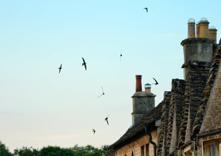 Swifts flock over the rooftops in Wiltshire, UK