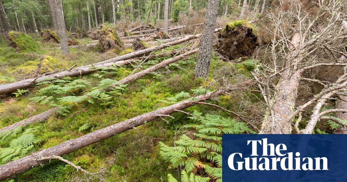 Chopping, twisting, felling: the unruly way to rewild Scotland’s forests