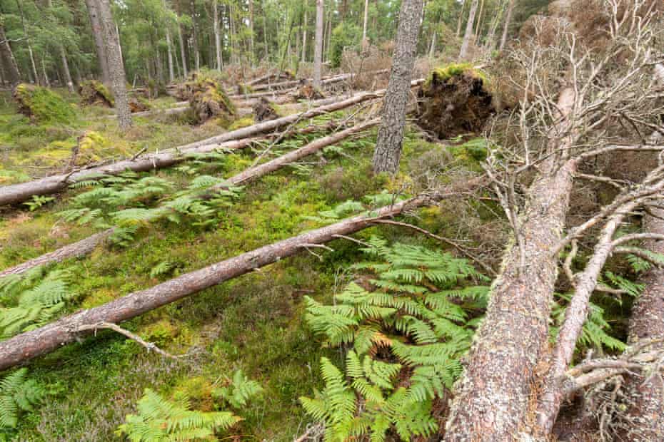 Scots pine trees felled to help diversify habitats and create deadwood for insects, Abernethy Forest, the Highlands.