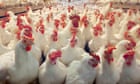 Texas egg facility halts production after bird flu found in chickens