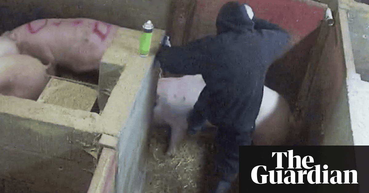 RSPCA to investigate Lincolnshire farm after 'workers filmed kicking pigs' | Environment | The Guardian