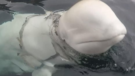 Beluga whale in mystery harness harasses Norwegian boats – video