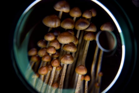 view of mushrooms through a round lens