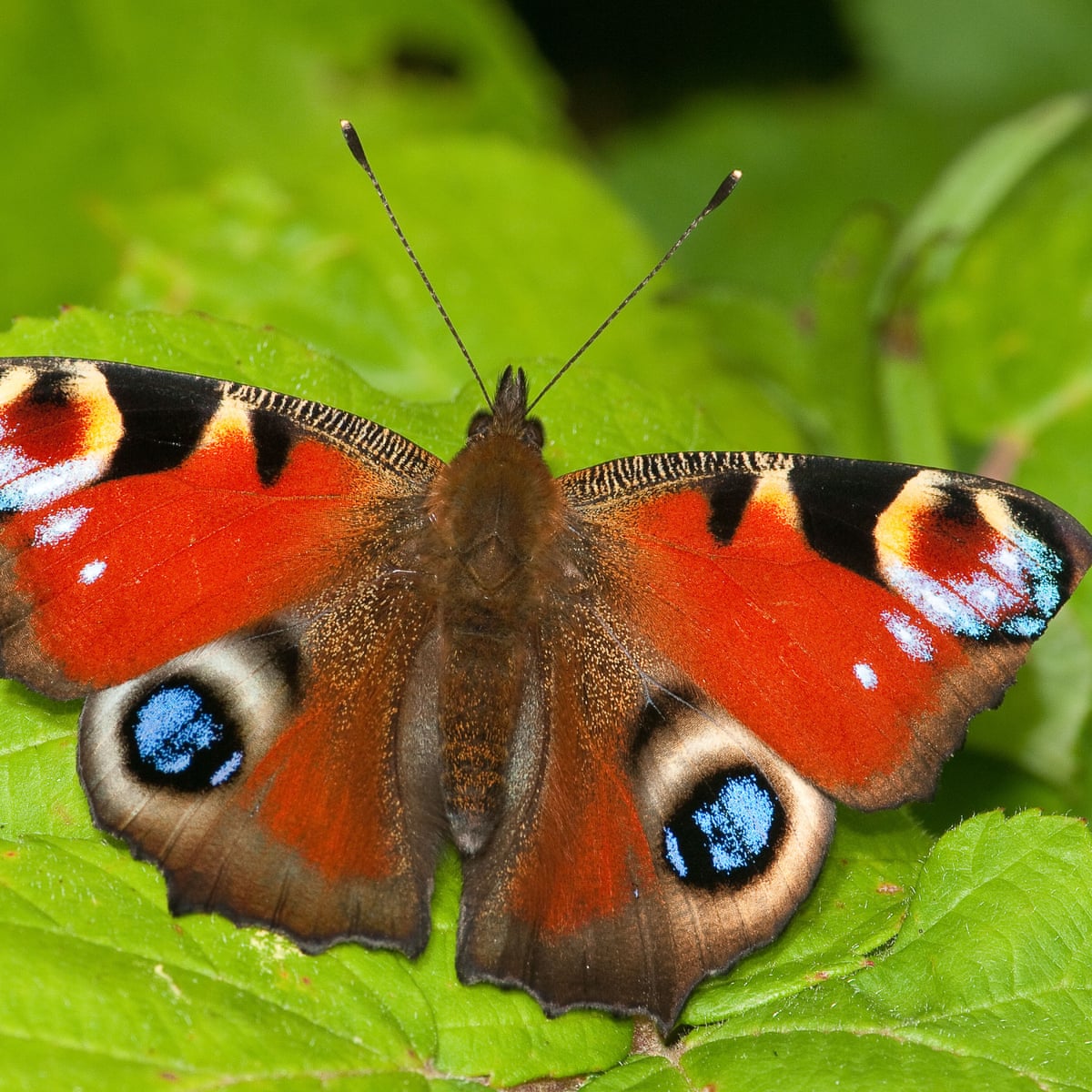 Specieswatch: the bluffing peacock butterfly | Butterflies | The ...