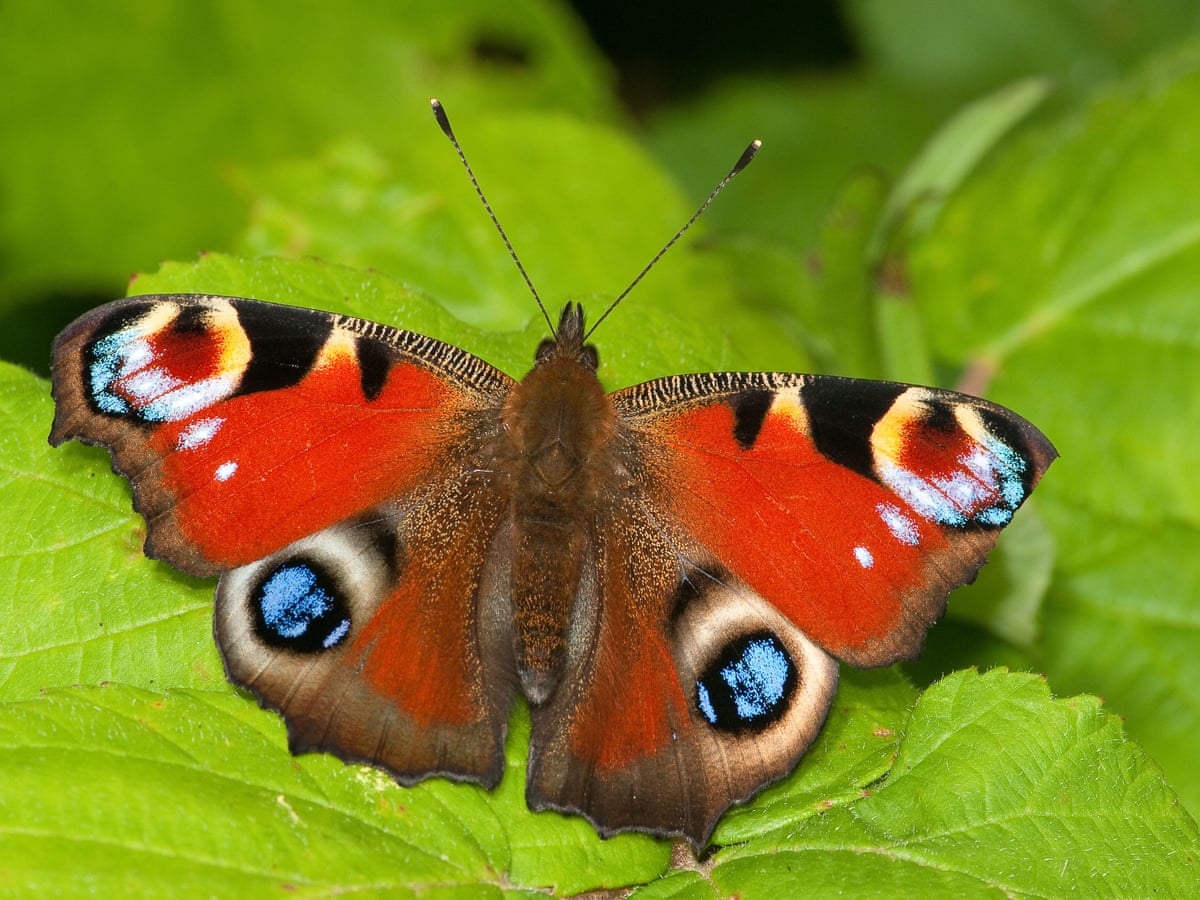 Download Record Low Number Of British Butterflies Baffles Scientists Butterflies The Guardian