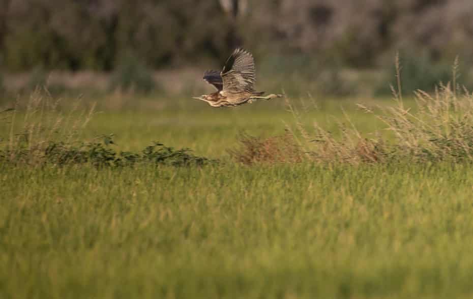 An Australasian bittern takes flight from its nest in a rice field