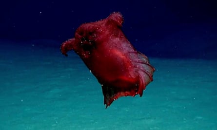 A deep-sea swimming sea cucumber, jokingly referred to as a headless chicken monster
