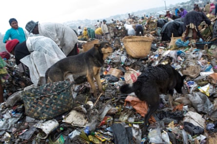 Dogs sniff through the rubbish during a downpour
