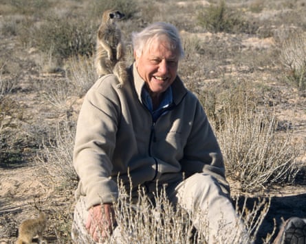 Back at it … Attenborough enjoys a meerkat moment while filming The Life of Mammals.