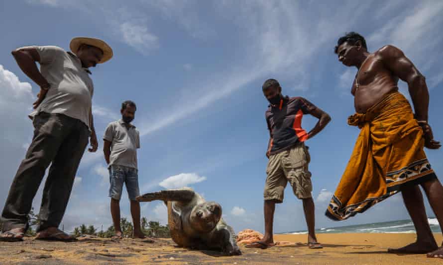 A dead sea turtle washed ashore on the beach at Ratmalana, Sri Lanka.