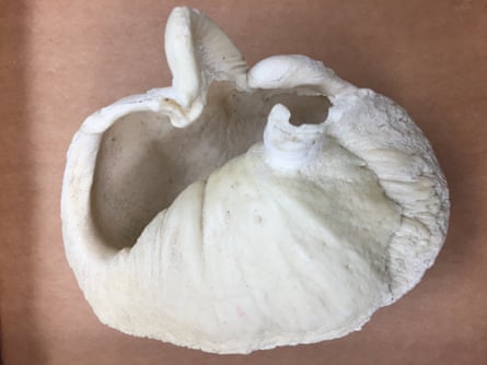A whale’s inner ear drum donated to the Monterey Bay Aquarium.