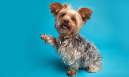 Begging Yorkie Looking at CameraA Yorkshire Terrier begging on a blue background.