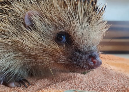 Houdini at the Hurst Hedgehog Haven in Burgess Hill. The rescue centre takes photos from far away and zooms in afterwards, to minimise distress for the hog.