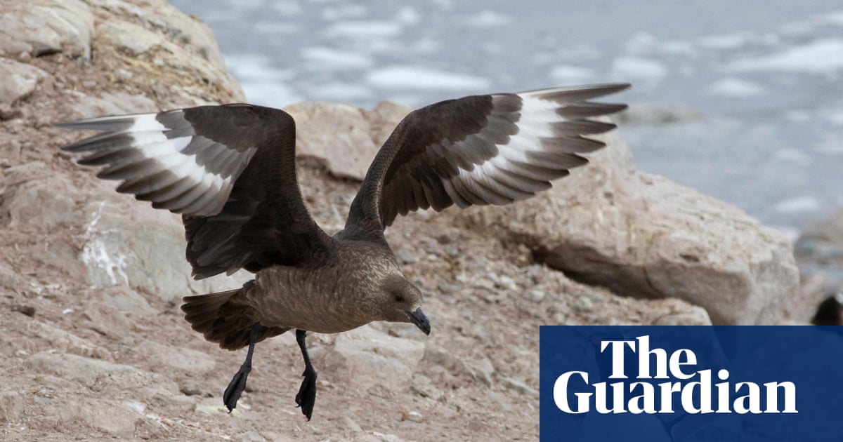 ‘A genuine wildlife emergency’: everything you need to know about the arrival of H5 bird flu in Australia