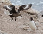 H5 Bird Flu Arrives in Australia: Key Facts