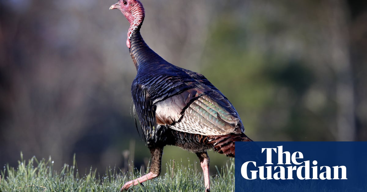 How wild turkeys’ rough and rowdy ways are creating havoc in US cities