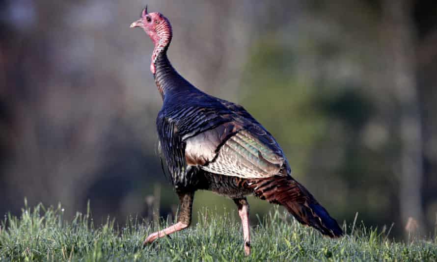 A wild turkey crosses a field in Freeport, Maine.