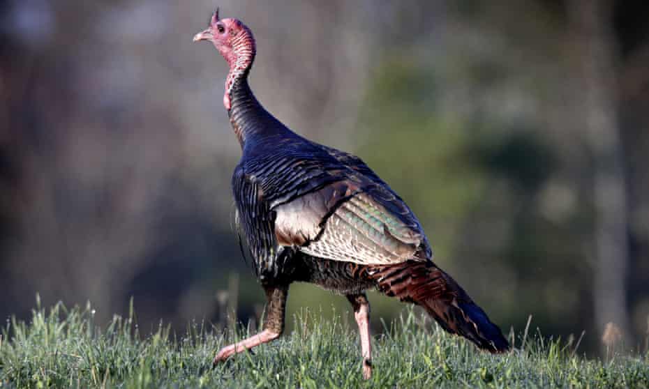 A wild turkey crosses a field in Freeport, Maine. After numbers crashed in the early 20th century, the state is now home to about 60,000 wild turkeys.