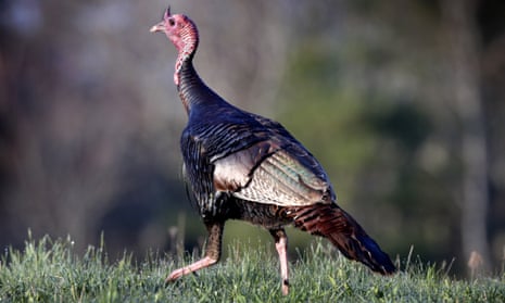 A wild turkey crosses a field in Freeport, Maine. After numbers crashed in the early 20th century, the state is now home to about 60,000 wild turkeys.