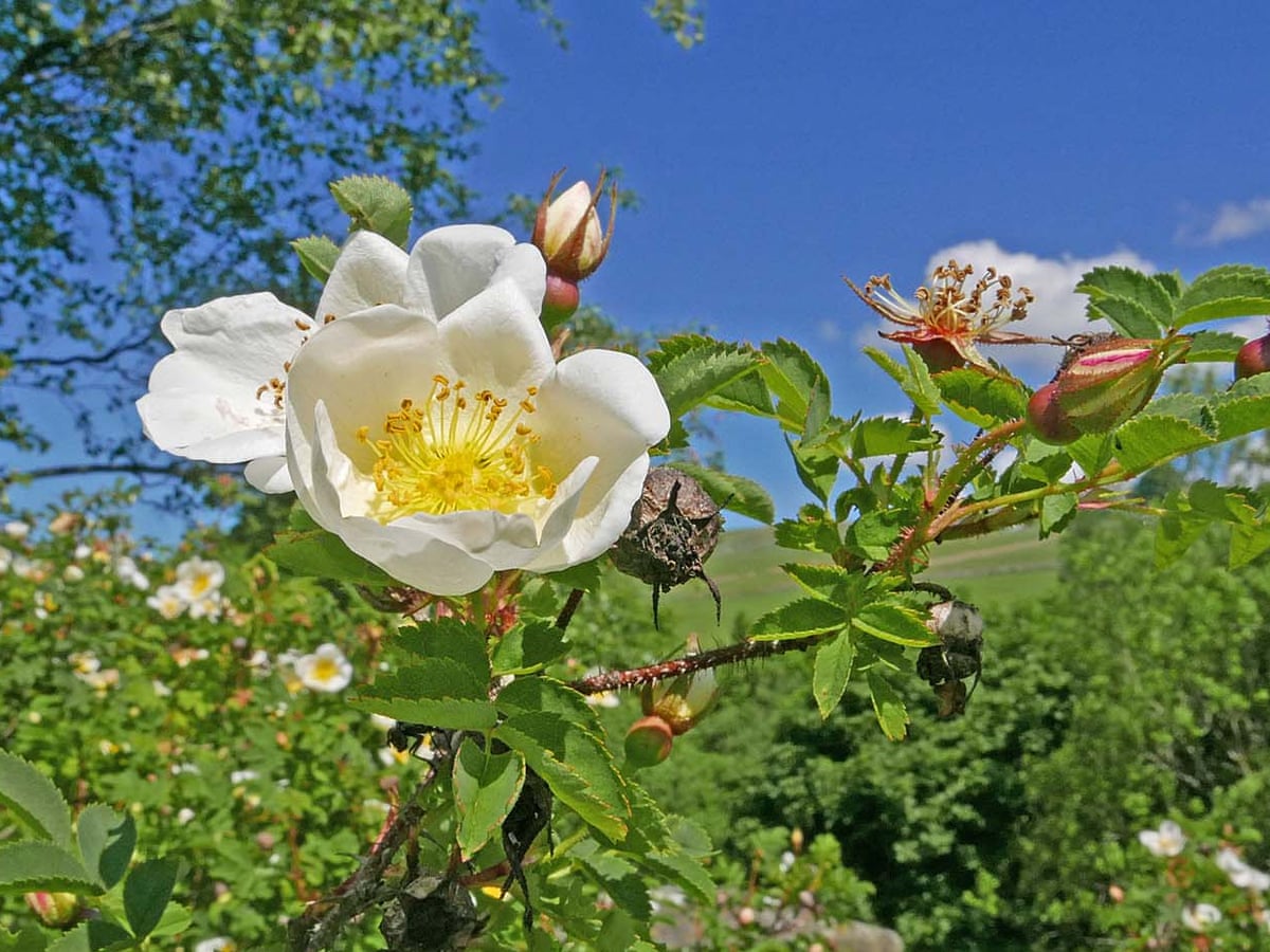 Wild Roses Oklahoma Wild Rose