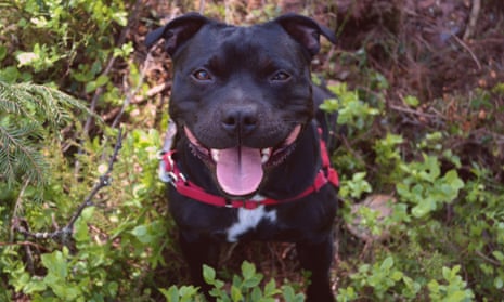 A staffordshire bull terrier