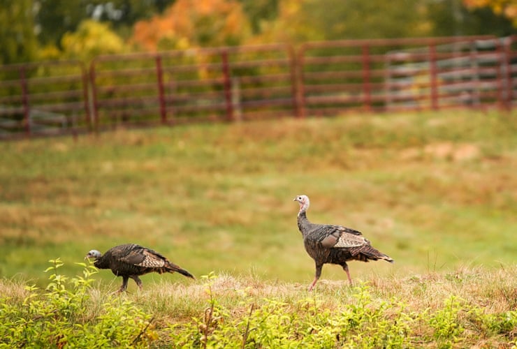 Wild turkeys off the menu in Maine after ‘forever chemicals’ found in birds Wild turkeys off the menu in Maine after ‘forever chemicals’ found in birds
