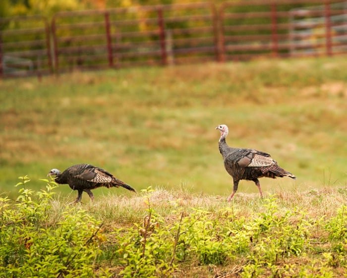 Wild turkeys off the menu in Maine after ‘forever chemicals’ found in birds