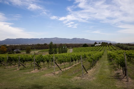 A vineyard in the Hunter Valley, NSW, Australia